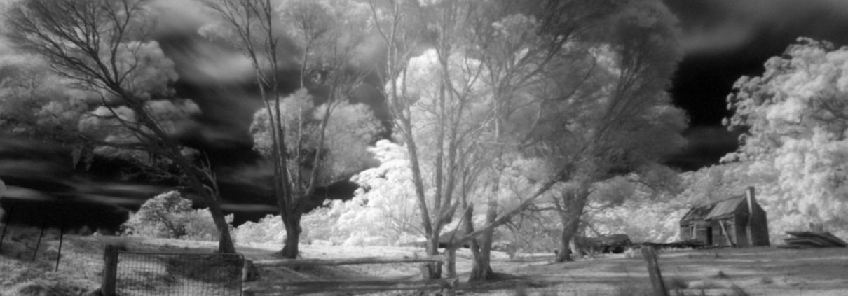 infared-photography-m-sunflower